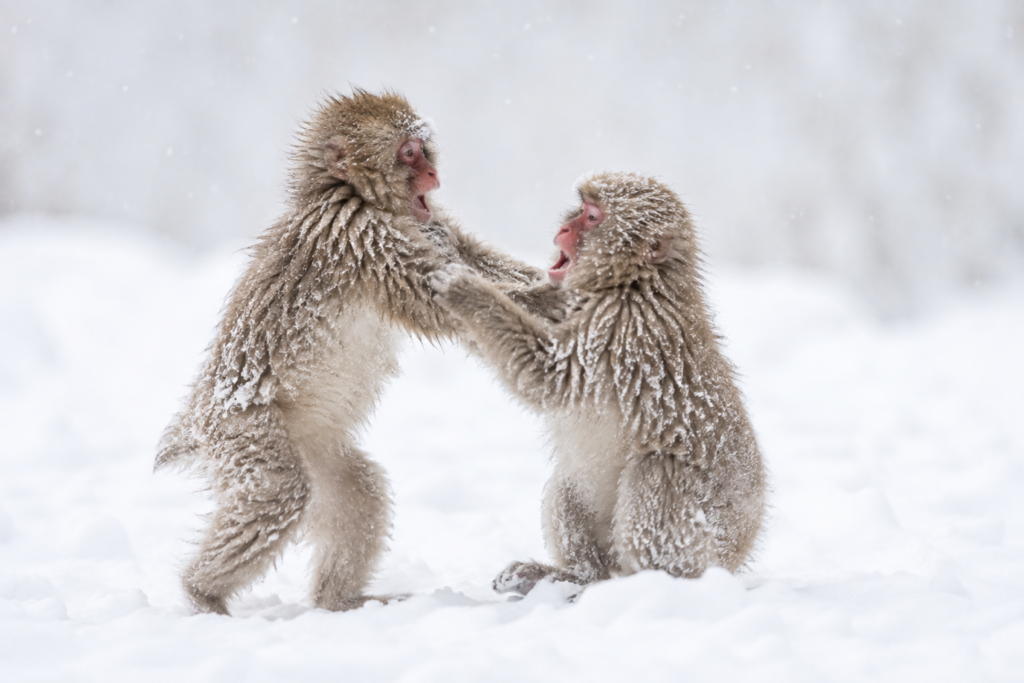 Japan-Affe-3