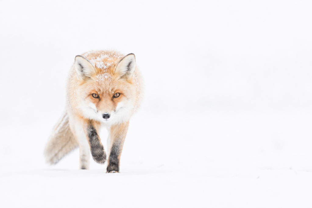Japan-Rotfuchs-1