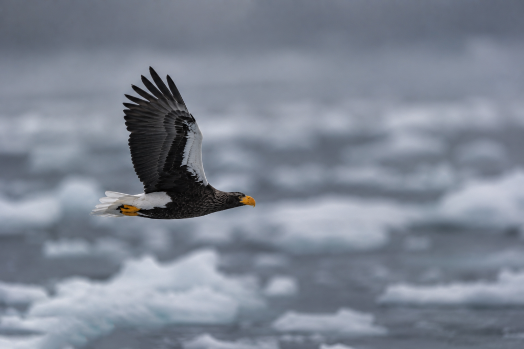 Riesenseeadler-Japan-2